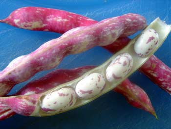 beans.jpg