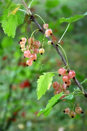 whitecurrants.jpg