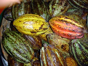 cacaobeans.jpg