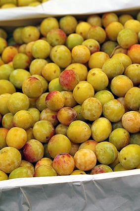 Mirabelles-First of the Season