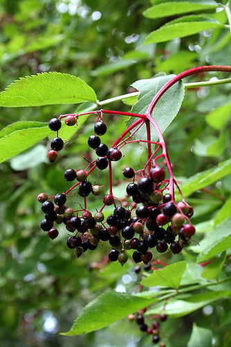 Elderberries