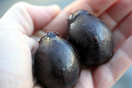 prunes