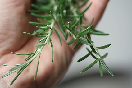 handfulrosemary