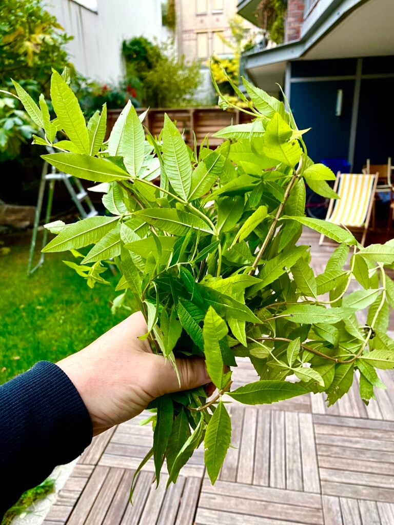 Lemon Verbena Ice Cream David Lebovitz