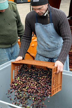 dumping olives before pressing