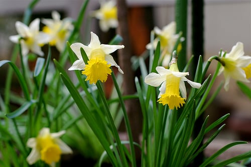 spring flowers