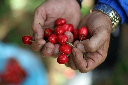 handful of cherries