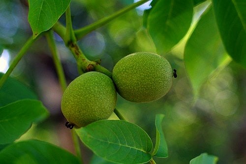 green walnuts