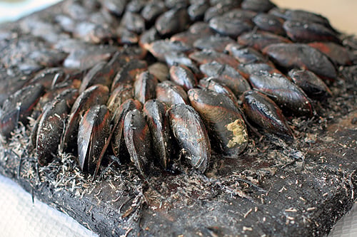 fire roasted mussels