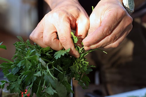 picking parsley