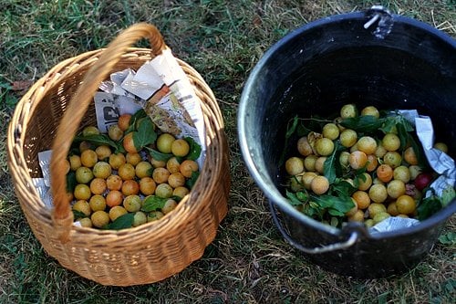 2 buckets of wild plums