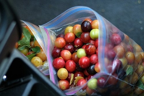 plums in car