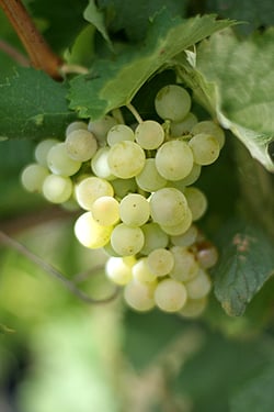 Ugni grapes