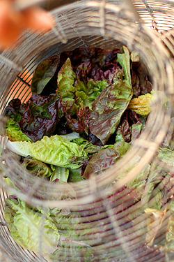 Little gems with tarragon and hazelnut dressing - delicious. magazine