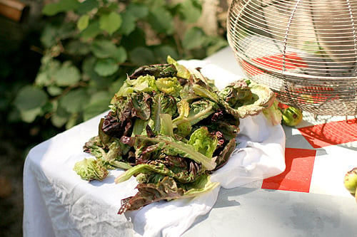 drying lettuce