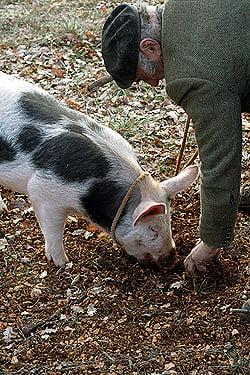 finding a truffle