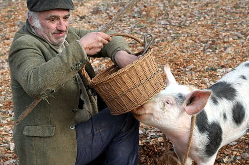 truffle hunter and his pig