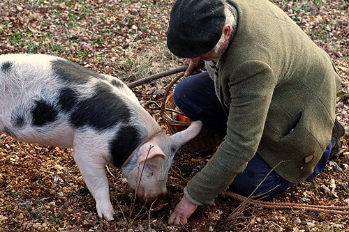 unearthing black truffles