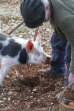 happy pig