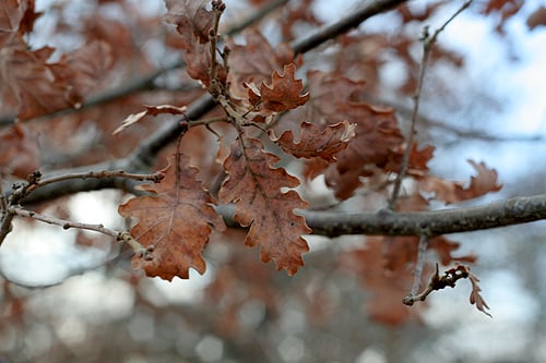 oak leaves