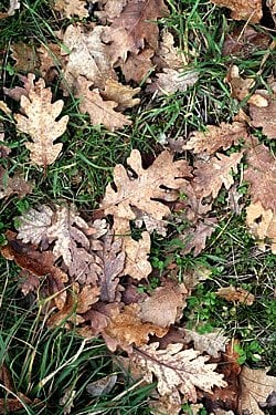 oak leaves hiding truffles x
