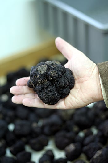 giant black truffle