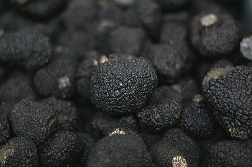 black truffles in Cahors