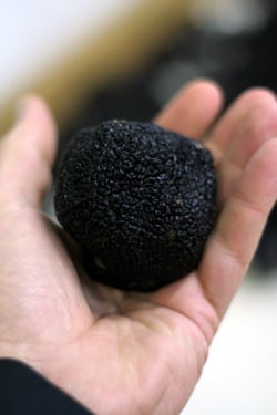 holding truffle