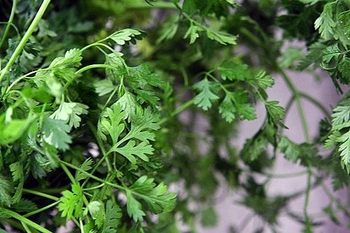 chervil