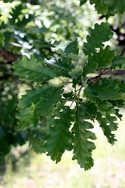 oak leaves