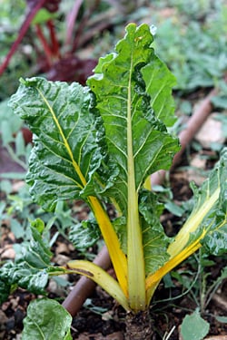 Swiss chard