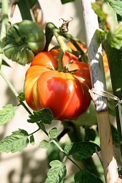 tomato