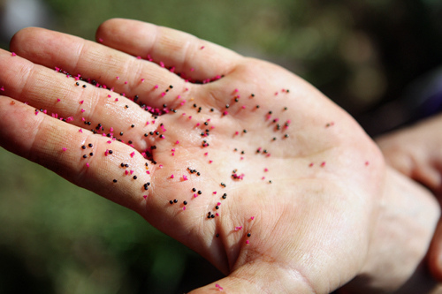 amaranth seeds