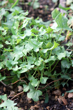sorrel