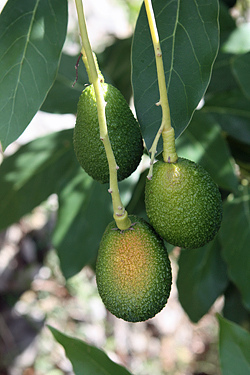 3 avocados
