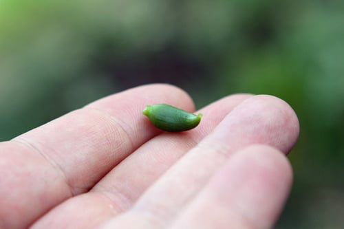 tiny cucumber