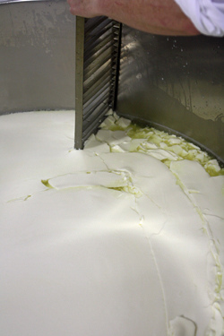raking cheese curds