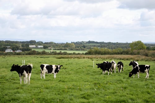 cows in Ireland