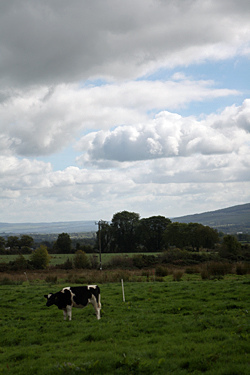 Irish cow
