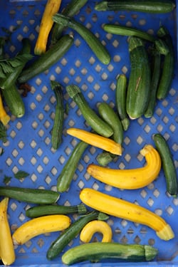 small squash