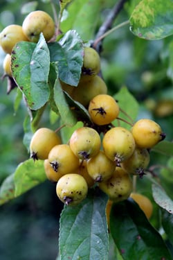 fruit at Ballymaloe