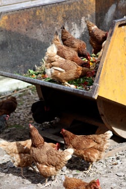 hens eating