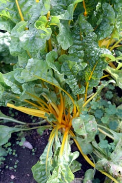 swiss chard