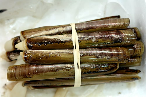 razor clams