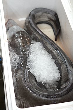 conger eel