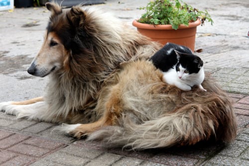 dog and cat