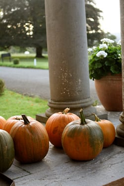 pumpkins