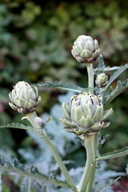 artichokes