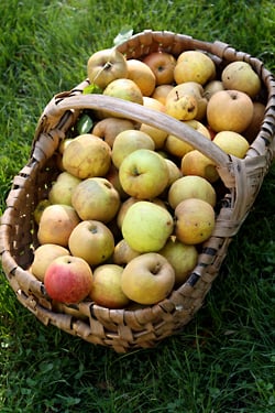 apples I picked