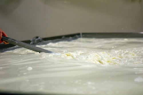 stirring milk for Comté
